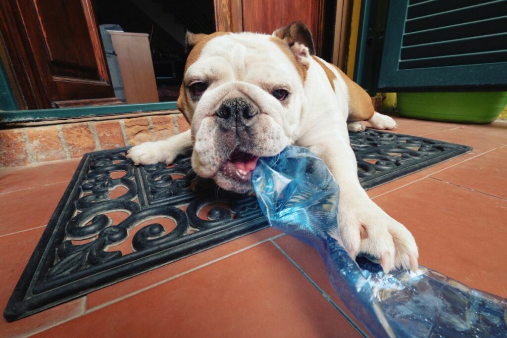 Cachorros e garrafas  pet