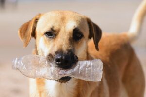Cachorros e garrafas pet