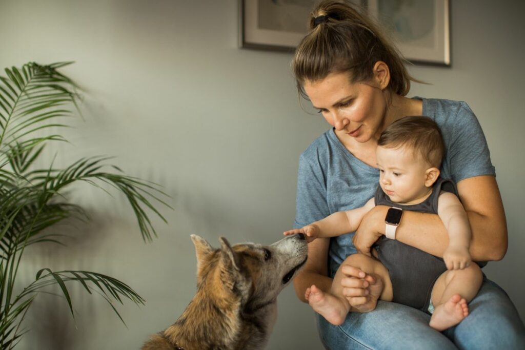 Cachorros podem  sentir  ciúmes de bebês