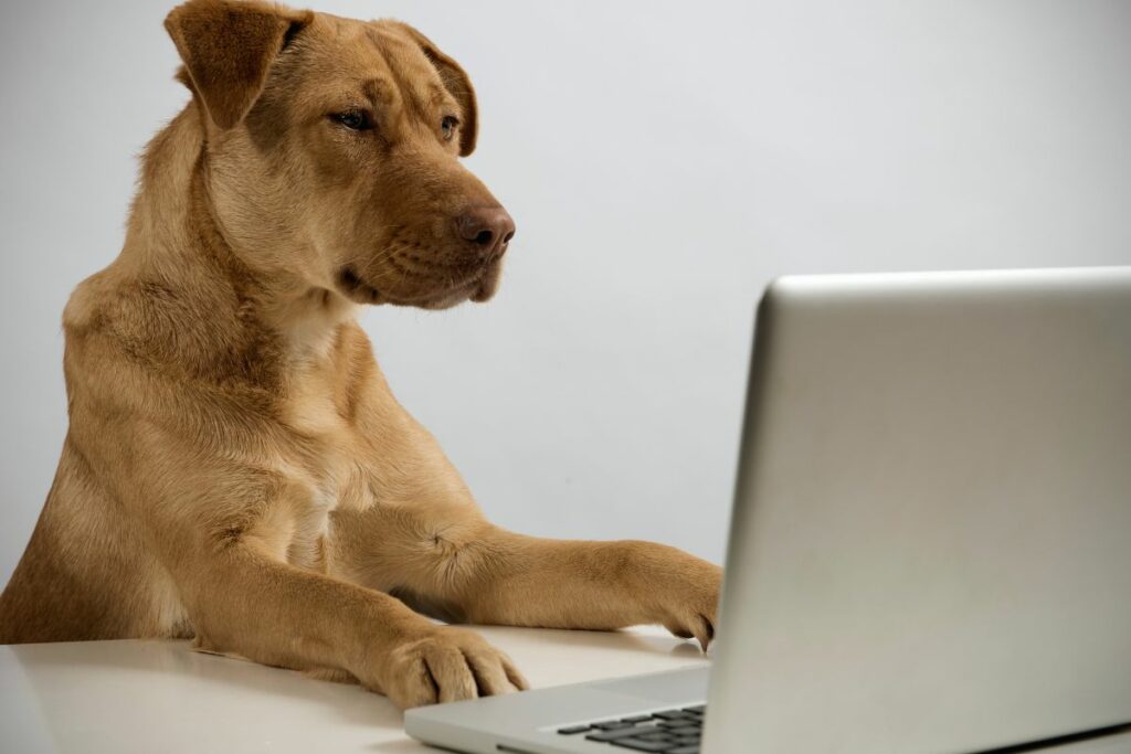 Cachorros reconhecem seus donos