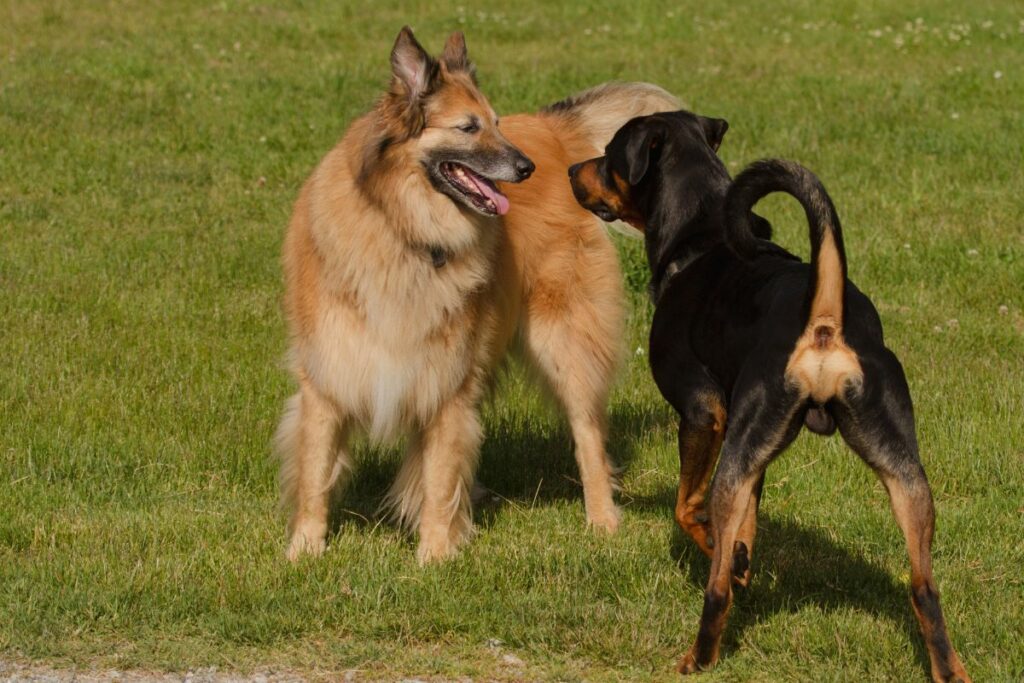 Cachorros se reconhecem