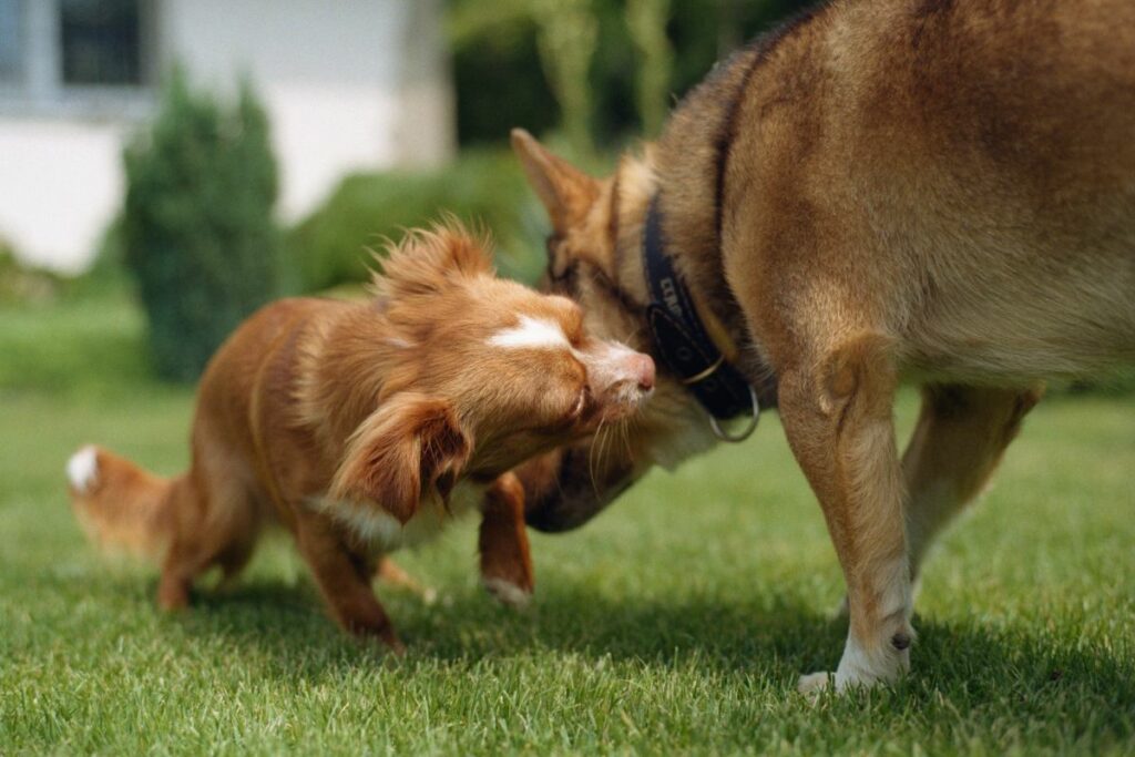Cachorros se reconhecem