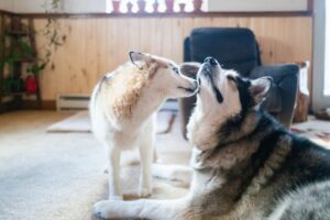 Cachorros se reconhecem