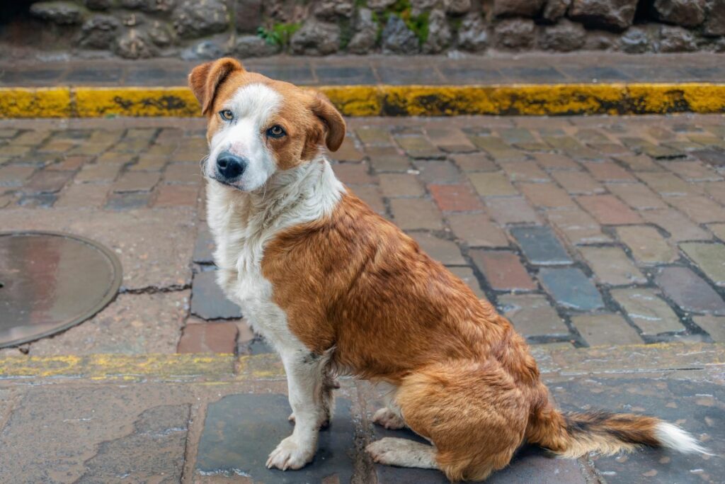 Cães de rua