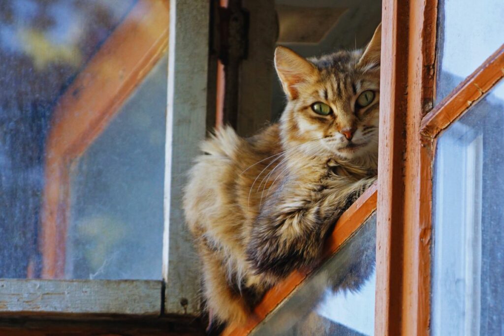 Gato observa pela  janela