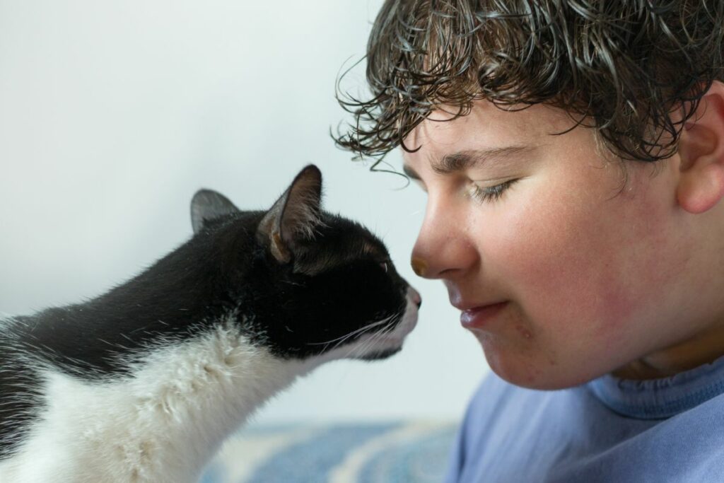 Gatos entendem um beijo