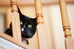 Gatos podem ficar com vergonha