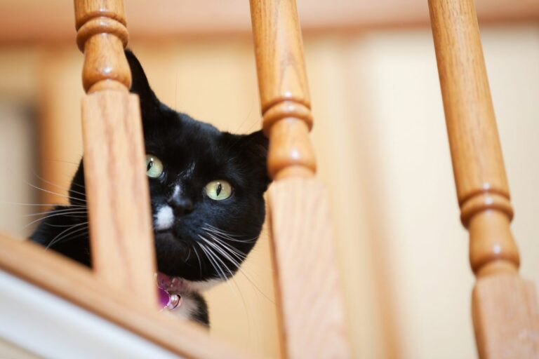 Gatos podem ficar com vergonha