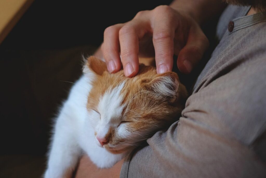 Gatos podem ficar com vergonha?