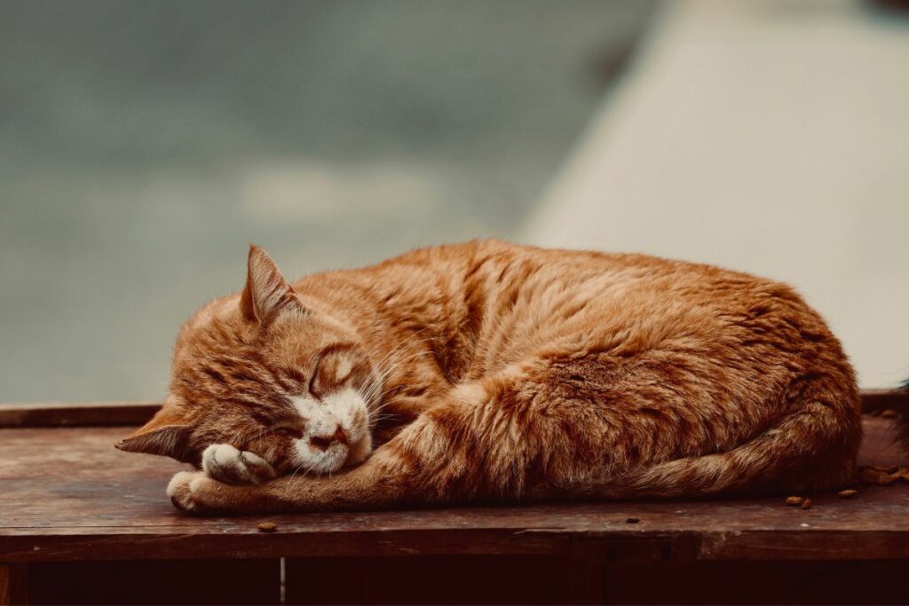 Gatos Podem Sonhar com os Donos?