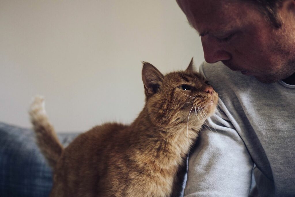 Gatos podem ter  pressentimentos