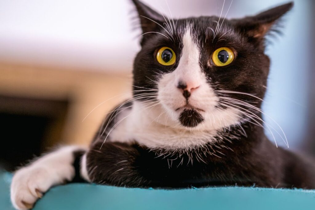 Gatos podem ter  pressentimentos