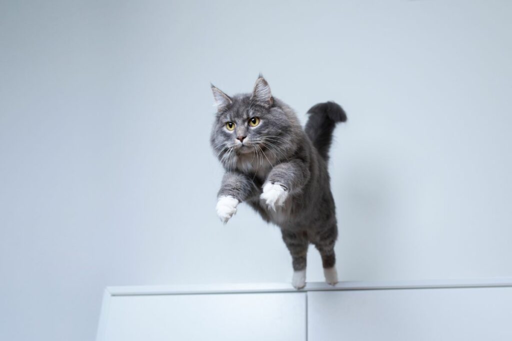 Gatos realmente caem sempre de pé?