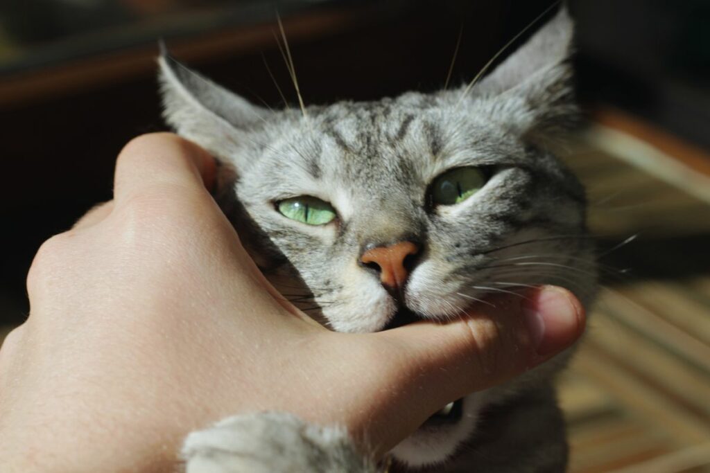 Por que os gatos mordem ao brincar?