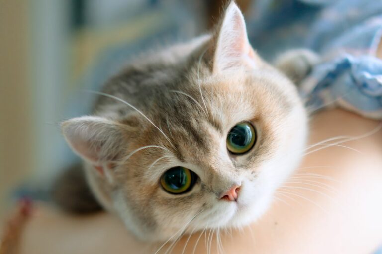 Posição das orelhas do gato