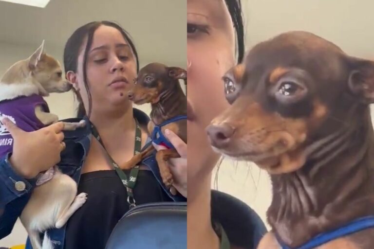 Seu cachorro entende