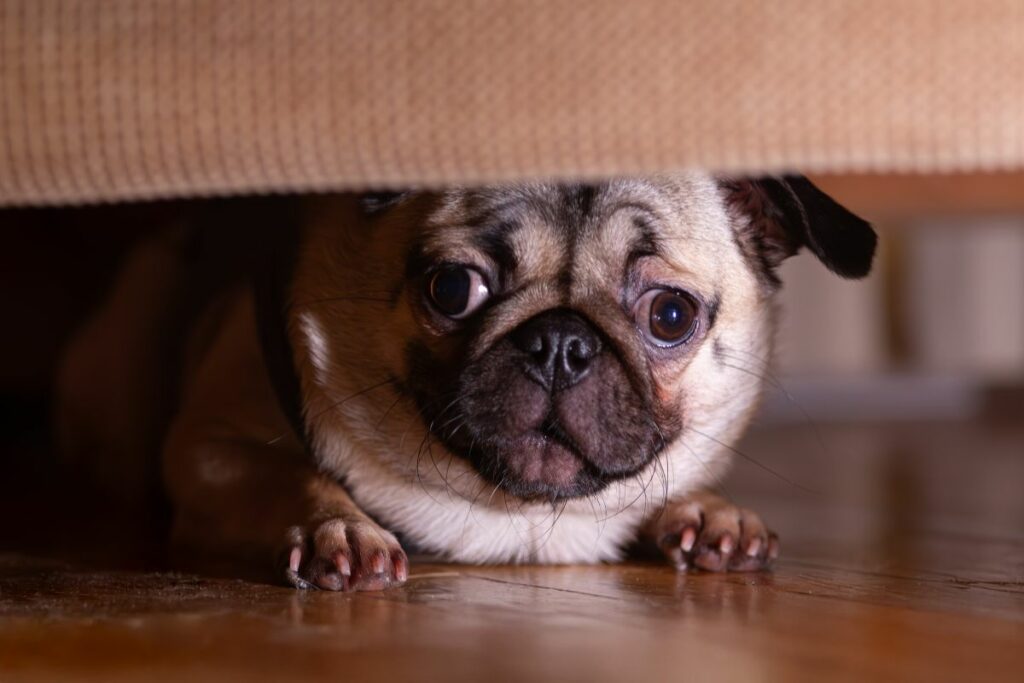 Cães com medos  de trovões