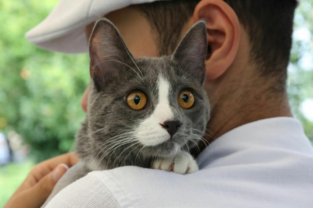 Gatos sentem  saudade